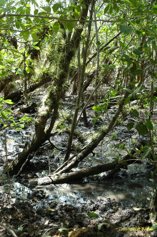 Guadeloupe : Réserve Anse du Canal